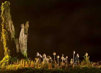 Jakie są rodzaje przewodów zapłonowych? Jakie są rodzaje przewodów zapłonowych?