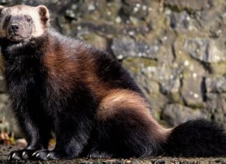 Jak wymiana Szybkozłącze na przewodu paliwowego?