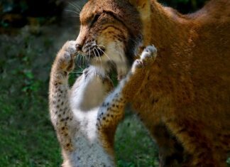 Do czego służy rysik do glazury?