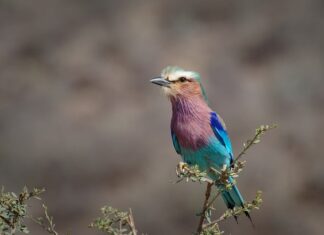 Co to jest wałek liniowy?