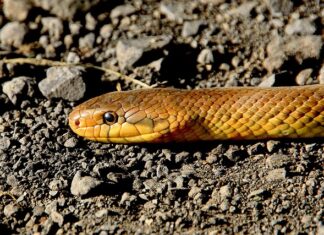 Jak naprawić pęknięty wąż chłodnicy?