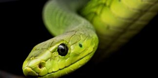 Jak wymienić wąż od chłodnicy?