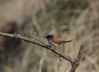 Co to jest separator w kompresorze?