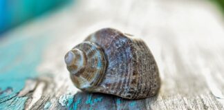Czy Shell V-Power jest dobry?