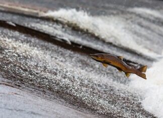 Dlaczego na niebieskim kablu jest prąd?