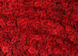 Czym się różni przekrój od średnicy?